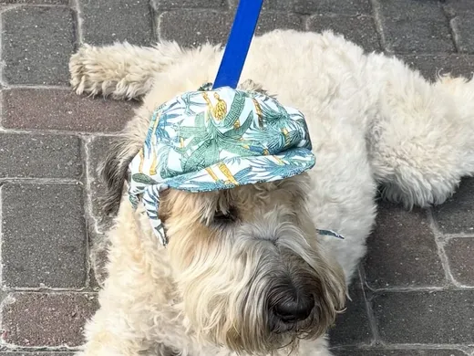 Baxter the wheaten terrier lying on brick pavers, wearing a palm-print sun hat