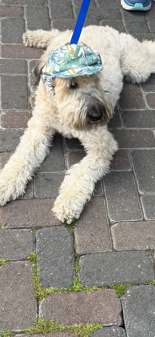 Baxter the wheaten terrier lying on brick pavers, wearing a palm-print sun hat