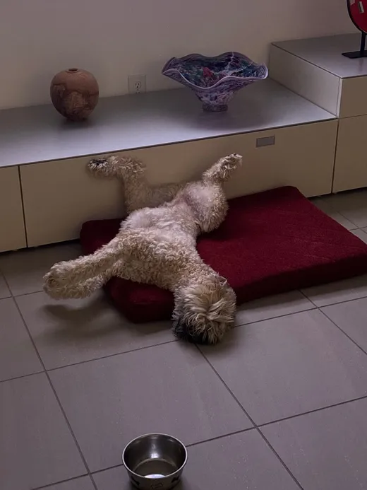 Baxter the wheaten terrier asleep on the tile floor